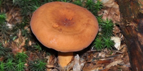 Mliječnica (euforbija, crveno-smeđa prsa): fotografija i opis